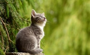 Kedi Iç Parazit Hapı Nerede Satılır	?