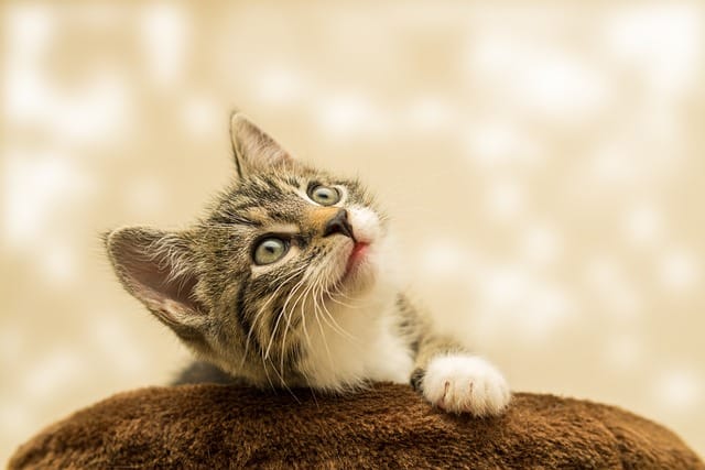 Yavru Kedi Göz Çapağı Nasıl Temizlenir	?