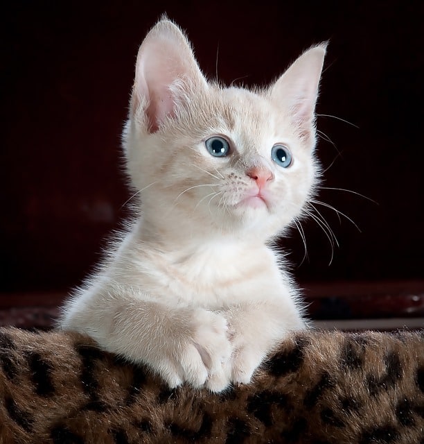 Yavru Kedi Kakası Ne Renk Olur	?