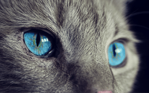 Kedi Öpücük Emoji Ne Anlama Gelir	?